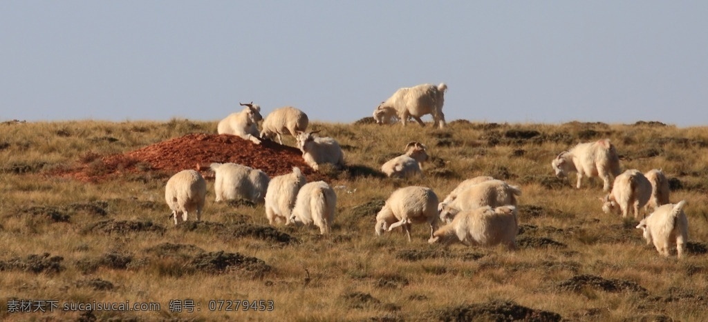 内蒙 乌拉特 羊群 羊 内蒙乌拉特 乌拉特草原 内蒙古草原 秋天的草原 生物世界 野生动物