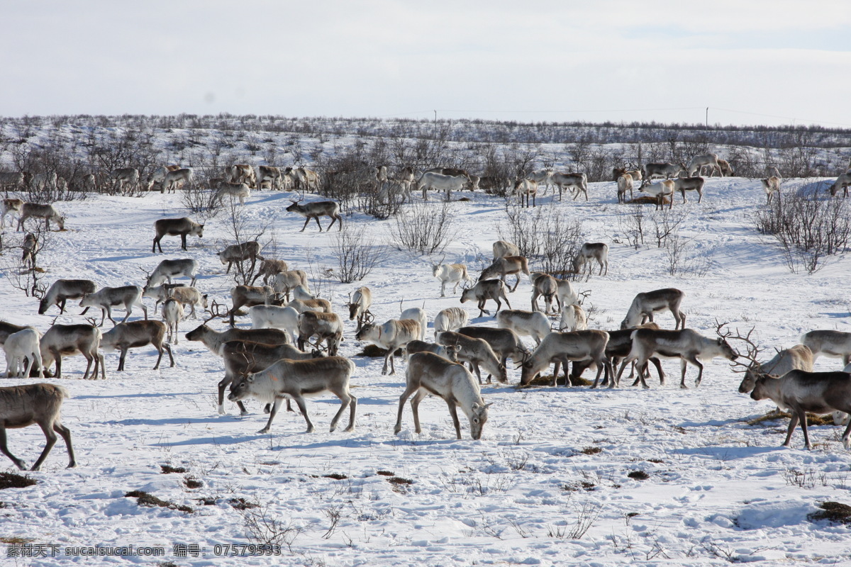 驯鹿 北欧 芬兰 萨米人 北极圈 家禽家畜 生物世界