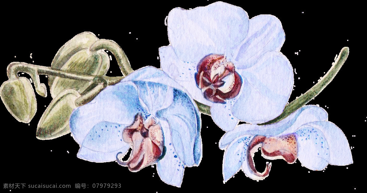 免 扣 白色 插画 黑色 花瓣 花朵 花卉 花蕊 卡通 蓝色 绿色 绿叶 手绘 逼真 蓝花 合集 植物 透明素材 装饰图案 淘宝 手账素材