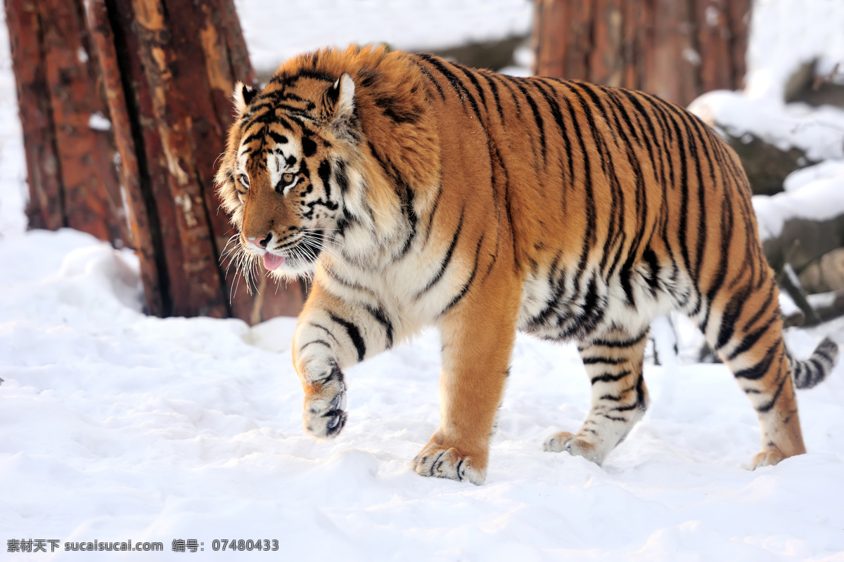 雪地 里 行走 老虎 动物 生物 野生动物 陆地动物 生物世界 白色