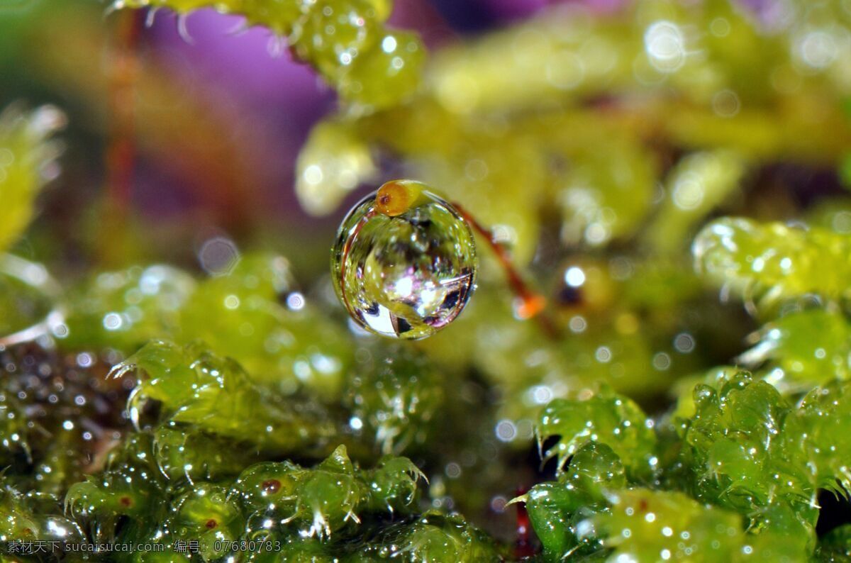 草 春天 干净 花草 晶莹剔透 露水 露珠 绿叶 上 水珠 绿叶上的水珠 水珠特写 晨露 绿叶特写 绿叶背景 绿叶底纹 水珠图片 漂亮水珠 水滴 水珠和绿叶 自然环保 干净的水 清澈 雨后 雨水 小草 树叶 微距拍摄 水 水花 水珠水花水滴 自然风景 自然景观 psd源文件