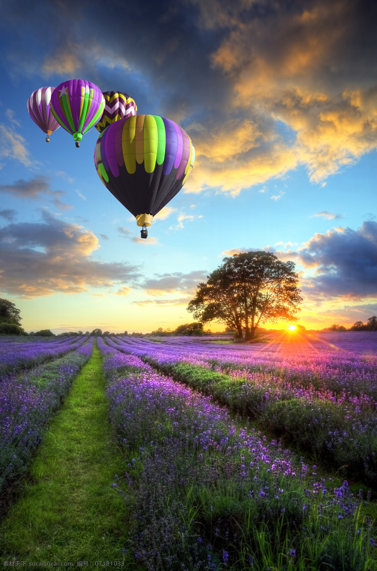 薰衣草 热气球 美丽风景 美景 景色 天空图片 风景图片
