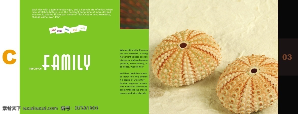 创意画册 贝壳 海边 海滩 惬意 国外版式 画册设计 绿色