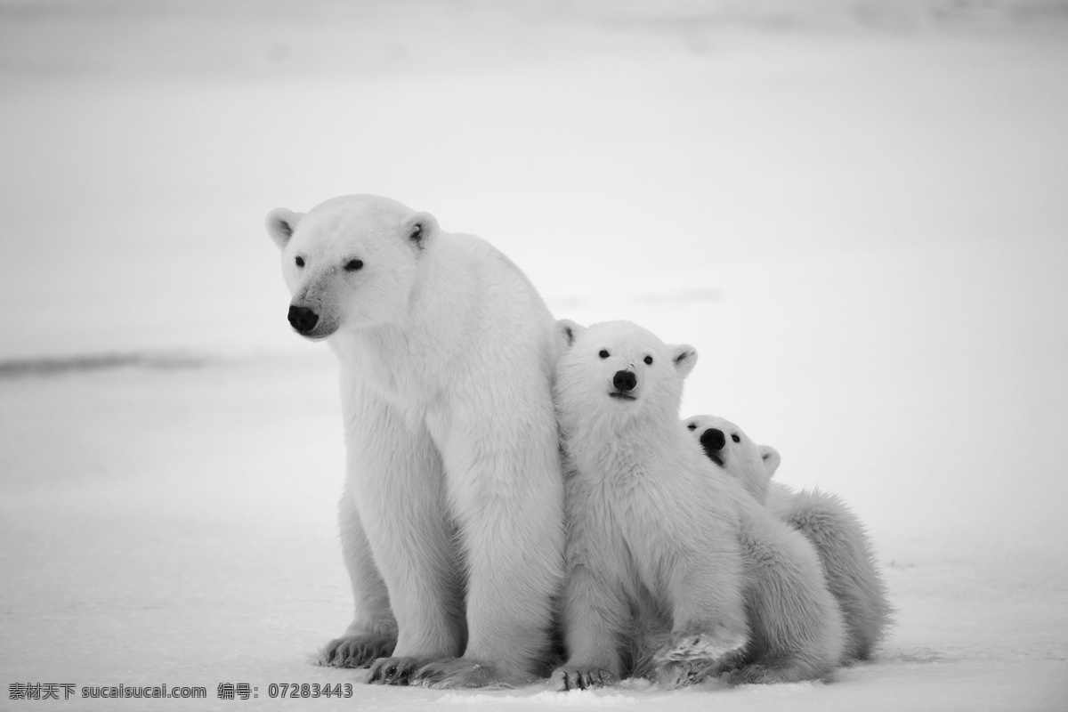 一起 北极熊 熊 动物 野生动物 动物世界 陆地动物 动物摄影 生物世界