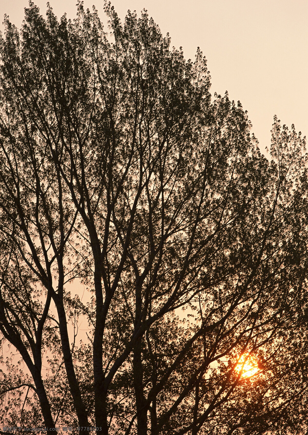 树木与夕阳 美丽风景 自然风景 风景摄影 大自然 美景 景色 树木 黄昏 夕阳 花草树木 生物世界 黑色