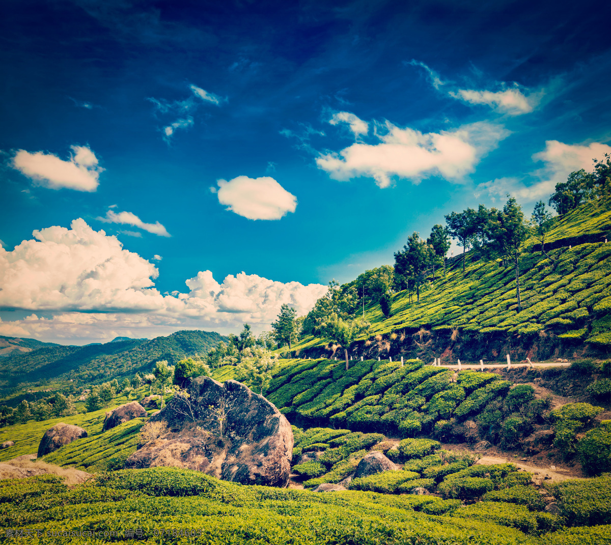 茶树 山 茶园 茶田 茶山 茶叶 绿茶 风景 自然风景 美丽风景 景色 农业生产 现代科技