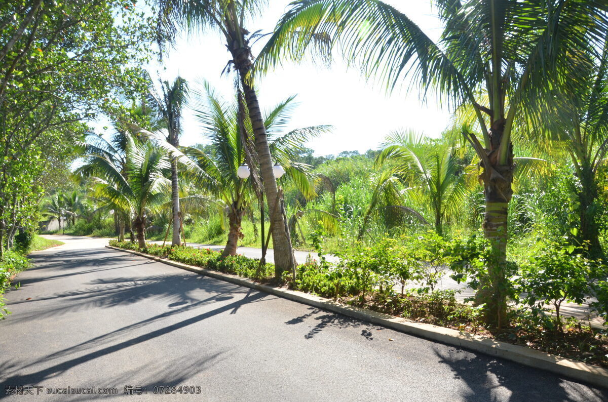 海南风光 椰子树 景观大道 草坪 花圃 自然景观 白色