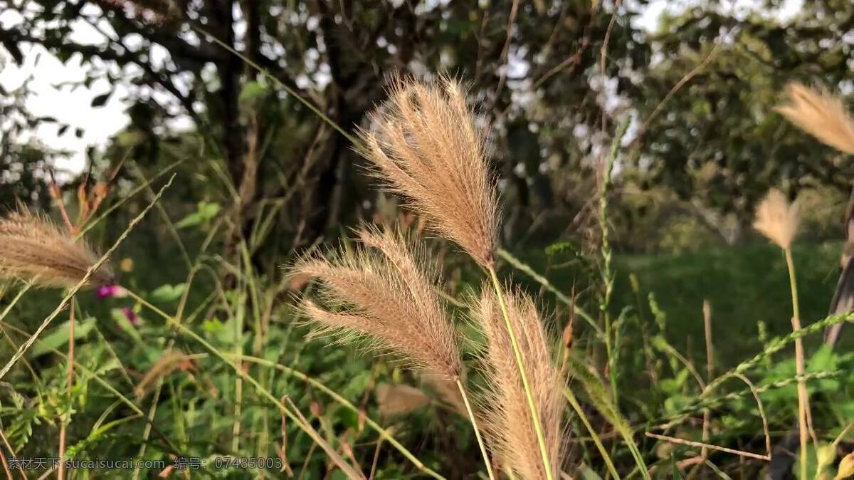 狗尾巴草 风 中 晃动 微风 植物 草 景色