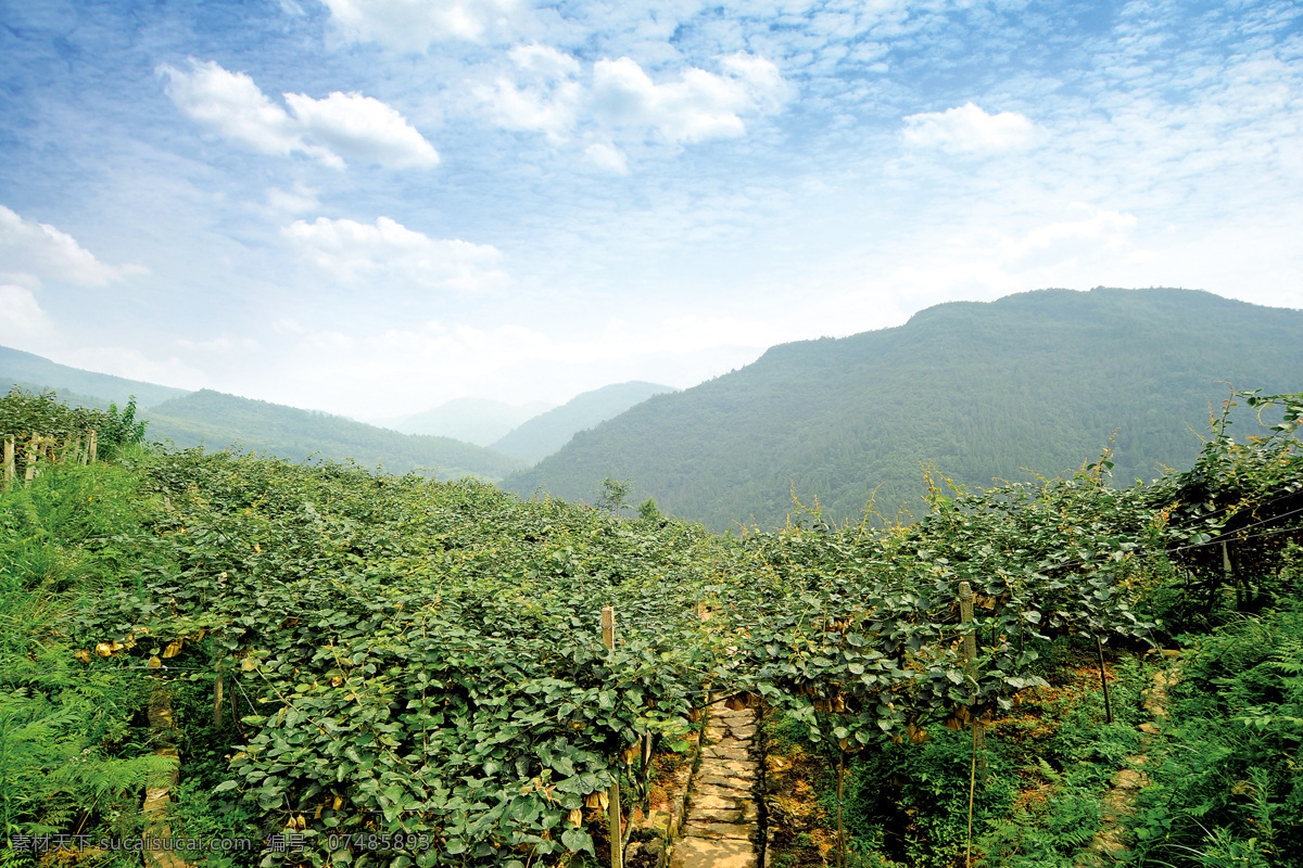 生产基地 猕猴桃 生产 基地 风景 绿色 山峦 田园风光 自然景观