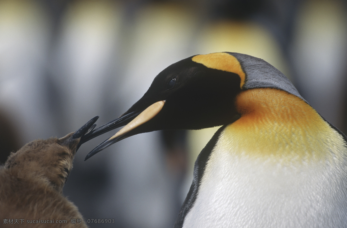 喂食 企鹅 动物世界 动物摄影 南极动物 陆地动物 水中生物 生物世界