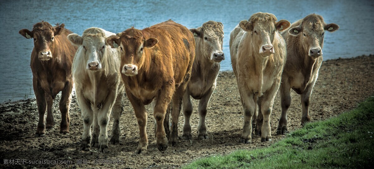 牛群 大自然 牛 斑点 黄牛 吃草的牛 牛吃草 农场 草原 牛特写 健壮的牛 牛肉 小牛 老牛 动物 生物世界 家禽家畜