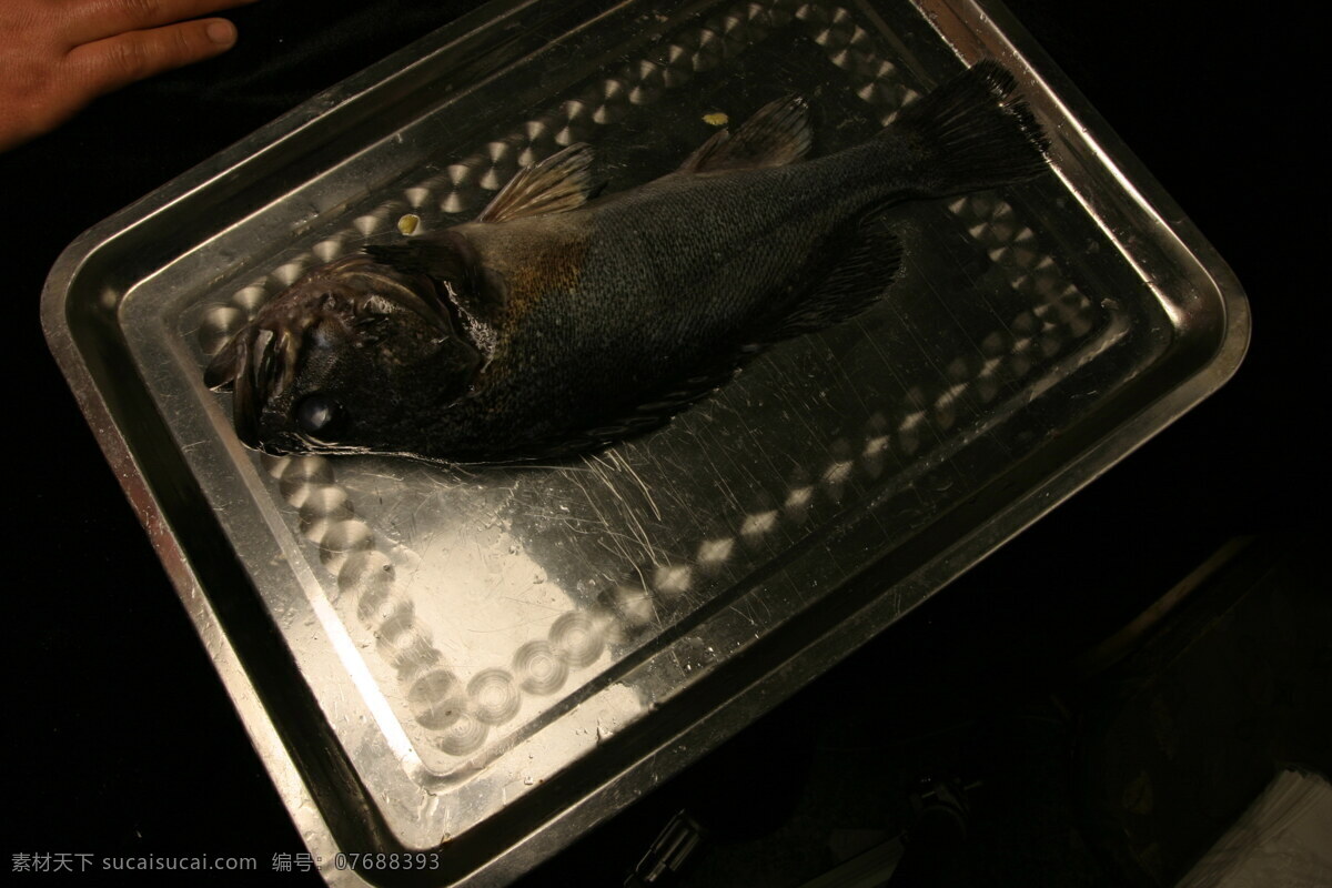 青 石斑 青石斑 石斑鱼 鱼摄影 鱼肉食材 中华美食 餐饮美食