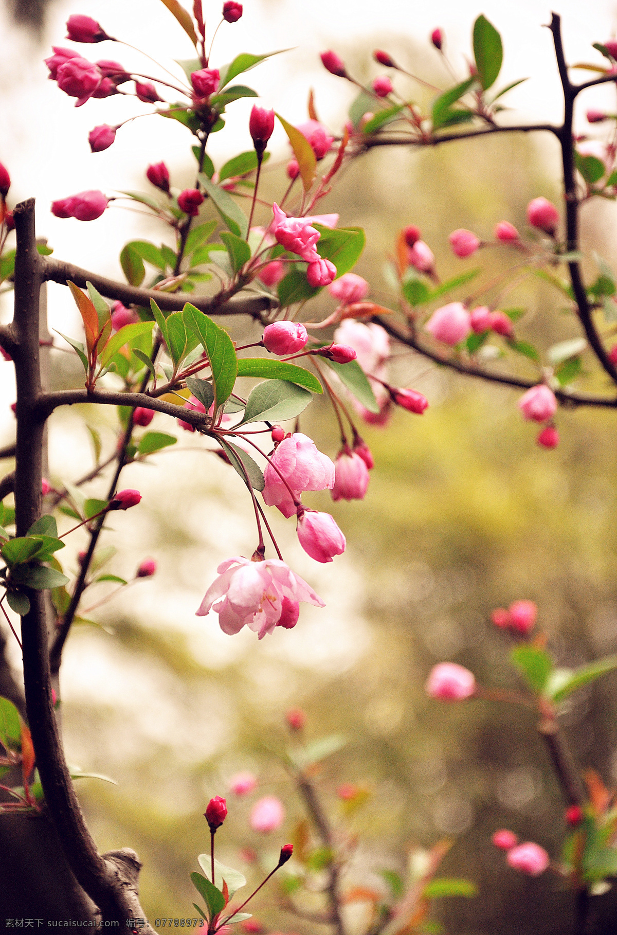 桃花灼灼 桃花 花 春天 美丽 春意 花草 生物世界