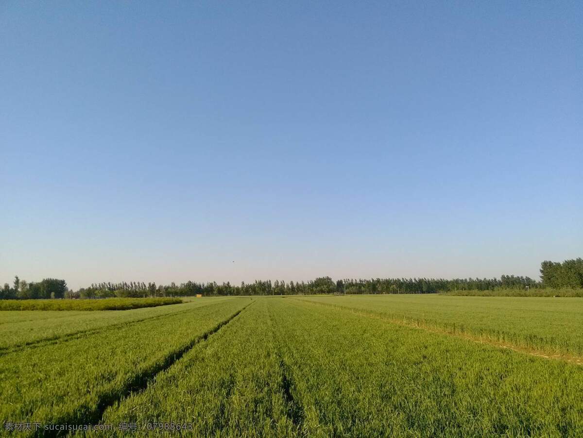 小麦 生机 丰收 丰收景象 小麦种子 效果图 自然景观 田园风光