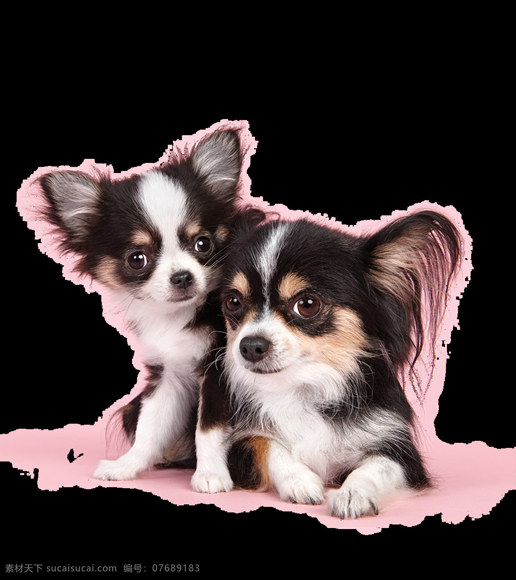 呆 萌 可爱 大 眼睛 蝴蝶 犬 产品 实物 产品实物 宠物狗 呆萌小狗 蝴蝶犬 生肖狗 小奶狗