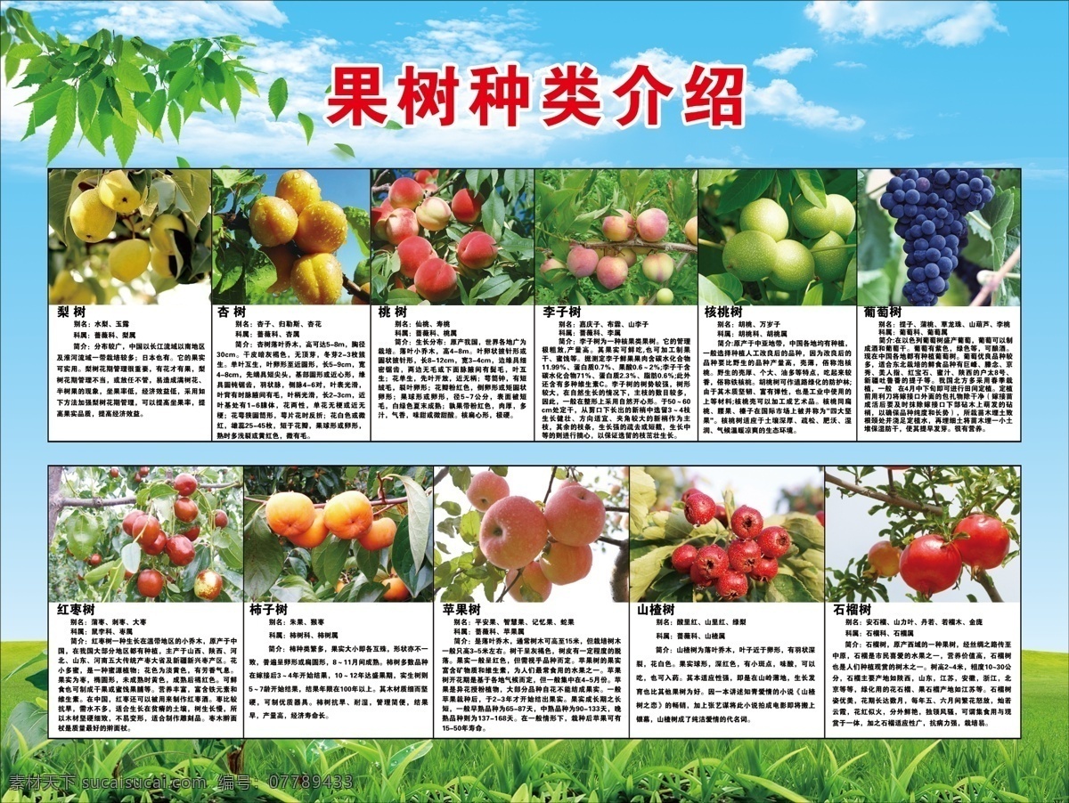 果树种类介绍 果树种类 水果种类 种植 树木 蓝天白云 展板设计 室外广告设计