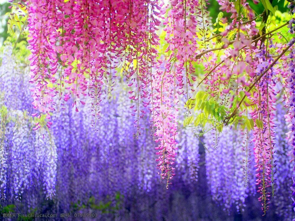 紫藤花 花朵 唯美 花草 生物世界