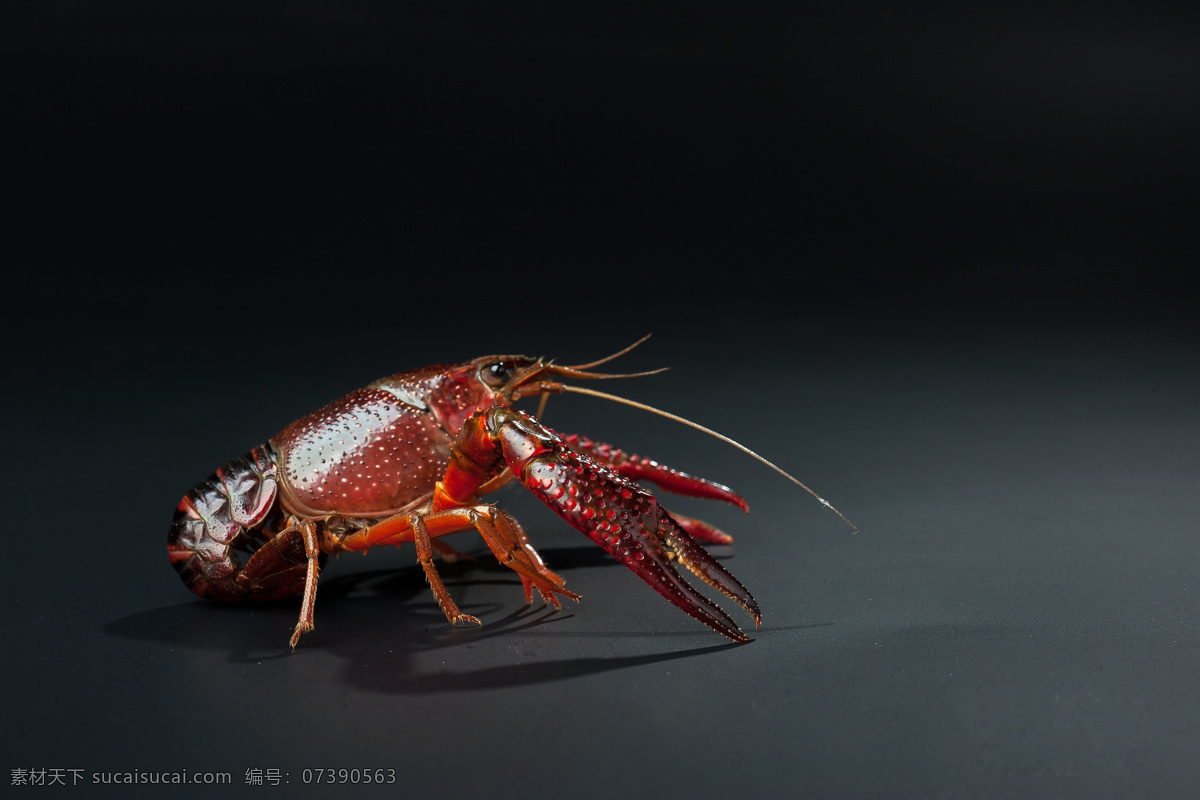 小龙虾 高清 暗调 小龙虾照片 生物世界 海洋生物
