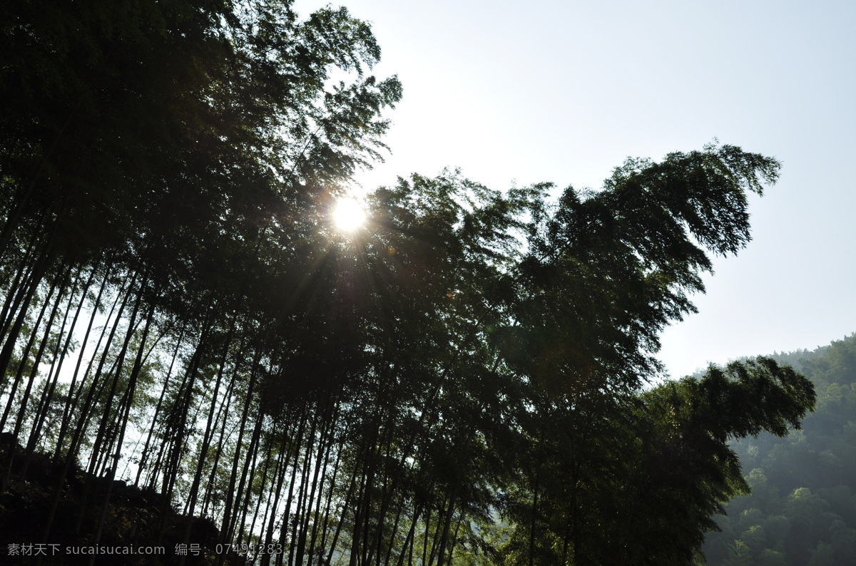 徽州 毛竹 山村 生物世界 树木树叶 卧虎藏龙 拍摄地 原生态 木坑竹海 黄山市 黟县 竹子 楠竹 皖南山区 矢量图 日常生活