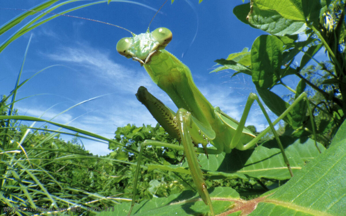 昆虫 生物世界 螳螂 刀螂 祈祷虫 中华大刀螳螂 狭翅大刀螳螂 广斧螳 棕静螳 薄翅螳螂 绿静螳 无脊椎动物 自然科学 节肢动物 昆虫摄影