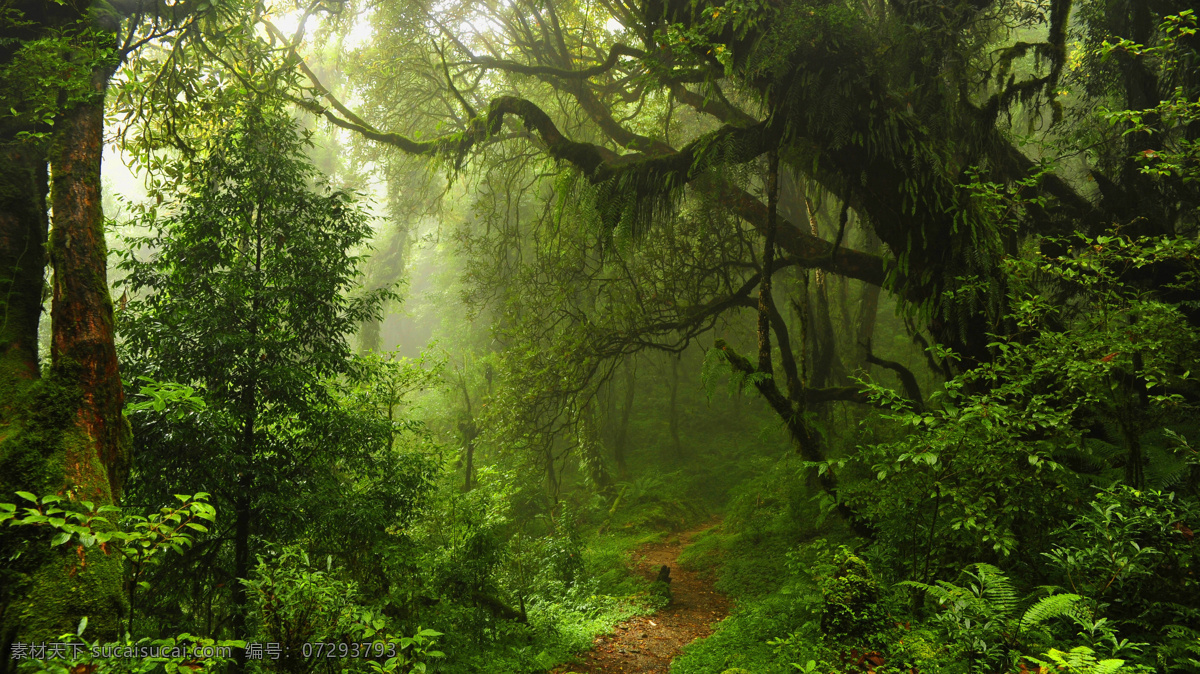 森林 小路 树木 绿叶 草地 旅游摄影 自然风景