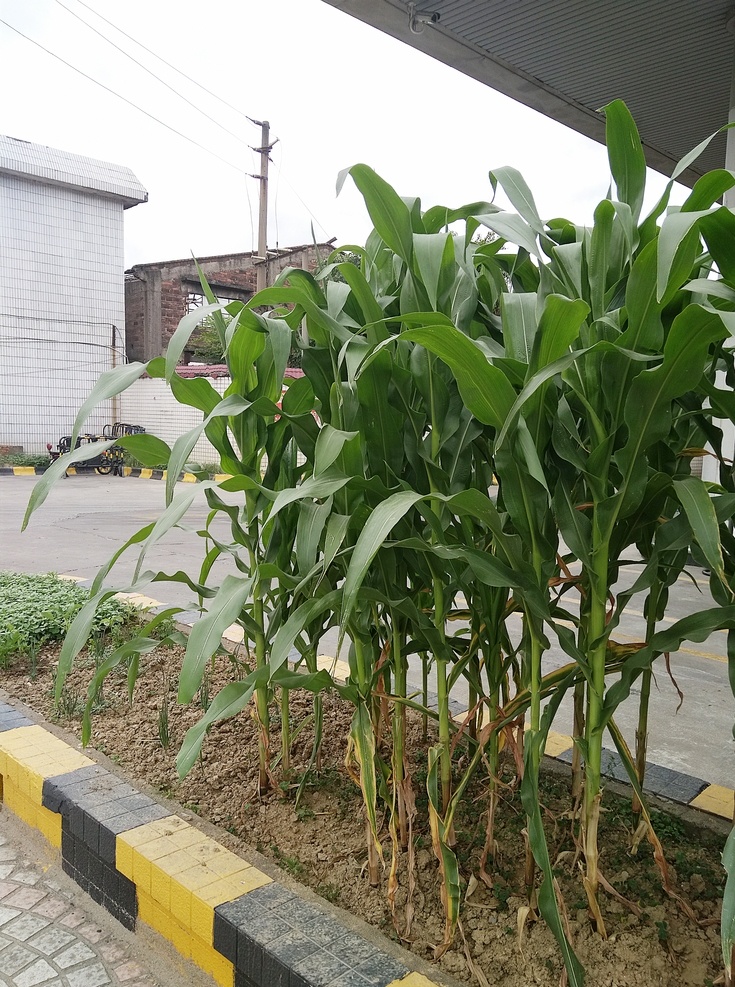 玉米树图片 玉米树 玉米 甘蔗 树苗 花卉 花 植物 小树 树 花坛 农作物 花纹雕 生活百科 生活素材