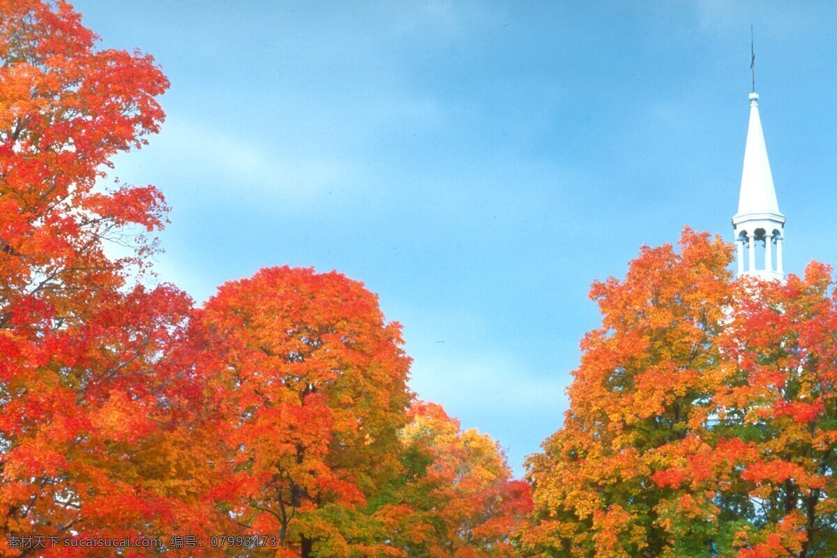 秋天免费下载 风光 风景 枫树 枫叶 广告 大 辞典 红叶 枯木 落叶 秋季 秋天 树叶 树木 树林