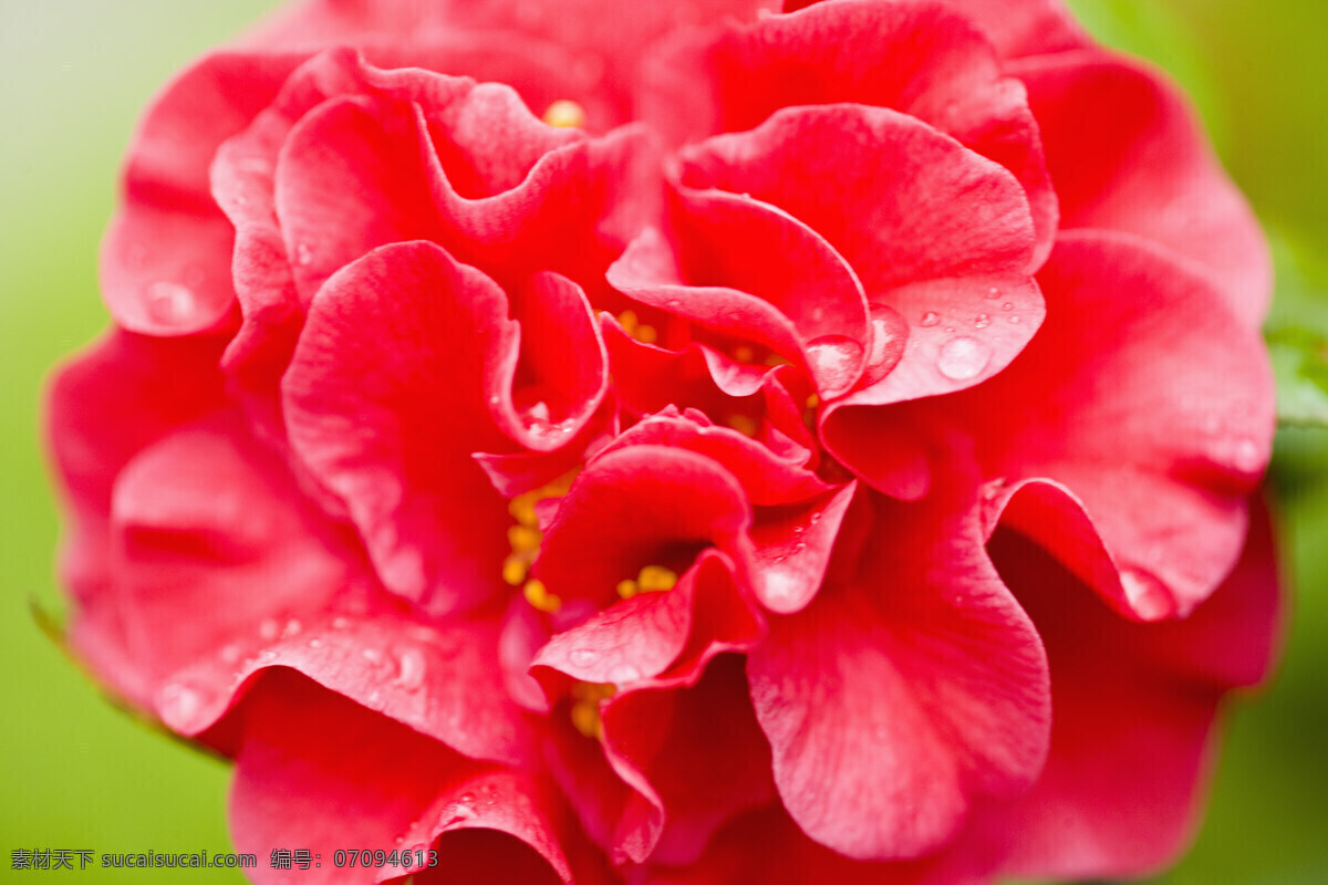 火红 花朵 高清图片 横构图 自然 植物 仅植 物 日光 户外 清新 白昼 花 微距摄影 绽放 红色 球状花 花蕊 黄色 特写 大红色的花 花草树木 生物世界