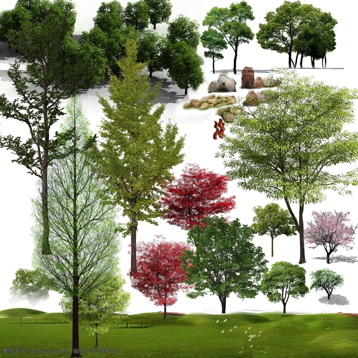 乔木 类 素材图片 乔木类素材 树木 绿植物类素材 绿植 园林树木 园林 园林绿植 景观树 景观素材 景观图片 景观绿植 树 绿树