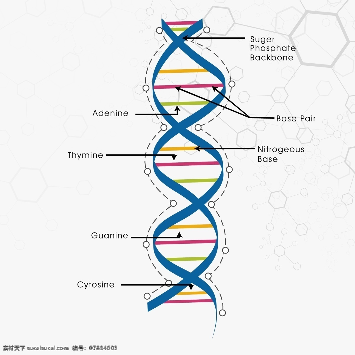 结构分子 dna螺旋 dna双螺旋 dna 螺旋 结构 双螺旋结构 基因 基因组 基因编码 遗传信息 分子生物学 生命密码