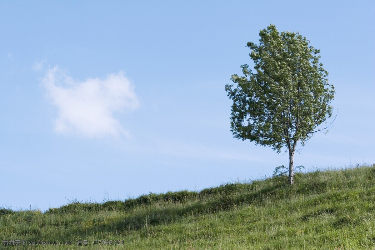 草地 上 一棵树 天空 蓝天白云 度假 风景 美景 自然景观 自然风景 旅游摄影 旅游 草原 草在 树木 青色 天蓝色