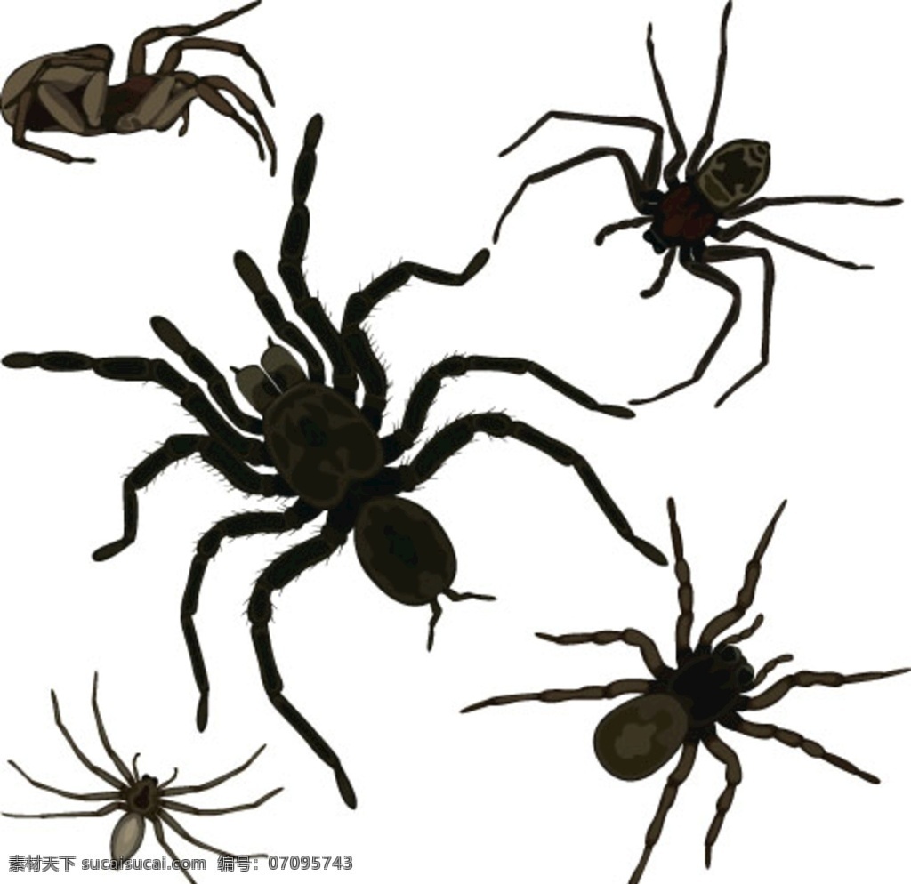 蜘蛛 卡通 动物 昆虫 标本 生物世界