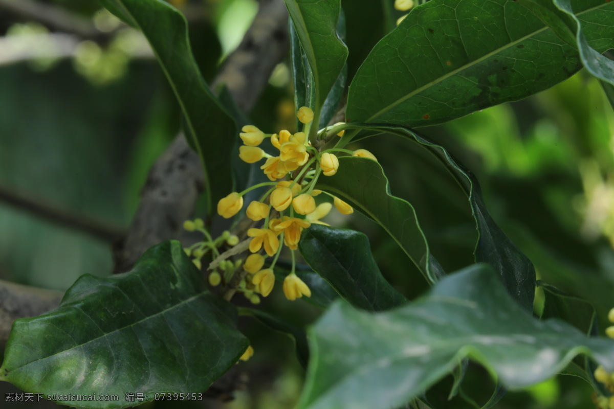 桂树 银桂 植物 黄色花 绿叶 风景 桂花树 金秋桂花香 岩桂 丹桂 园林景观 绿化景观 桂花金桂 生物世界 花草