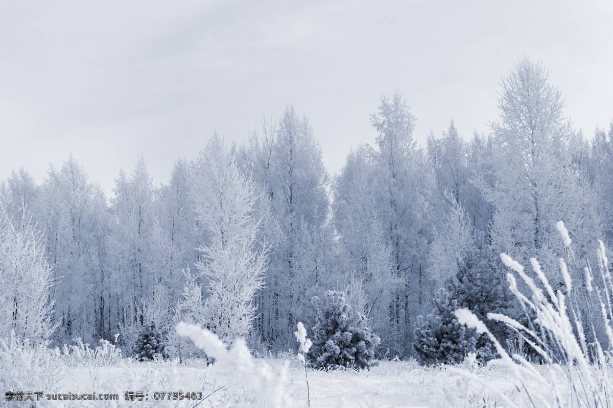 冬天雪景 冬季 冬天 雪景 美丽风景 景色 美景 积雪 雪地 森林 树木 自然风景 自然景观 灰色