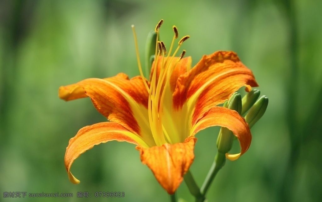 萱草花 萱草 忘忧草 黄花菜 金针菜 大花萱草 花卉 花儿 花骨朵 花草 植物 园林绿化 绿化景观 萱草忘忧草 生物世界