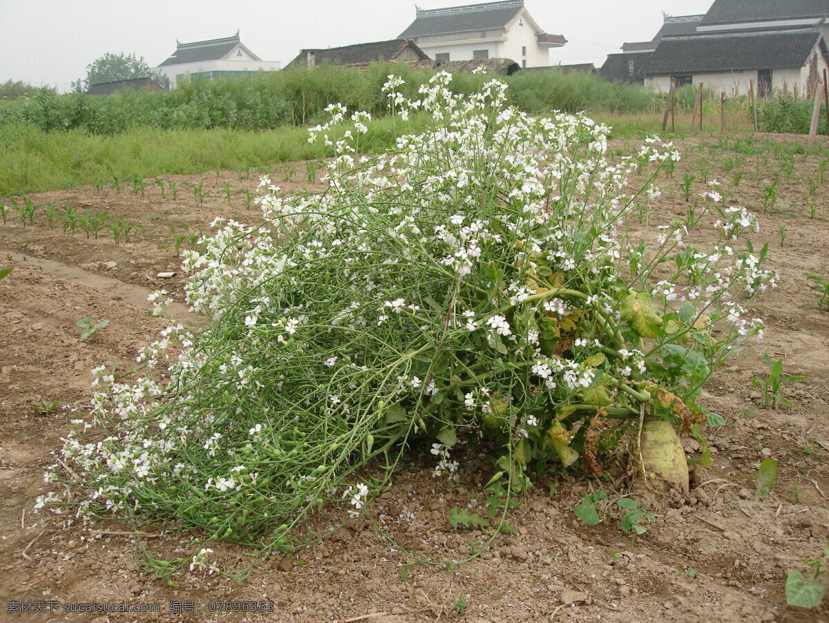 萝卜精 萝卜 萝卜花 大萝卜 田园风光 自然景观