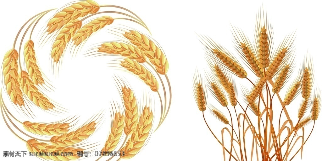 矢量素材 稻穗 金黄色的小麦 一束麦子 小麦 矢量麦穗 麦子 大麦 麦田 金色小麦 矢量麦子素材 矢量金色小麦 大丰收 麦子熟了 矢量麦子 矢量小麦 金色麦子 粮食 收获 麦穗矢量素材 矢量 麦粒 农作物 麦穗 圆形麦子 旋转的麦子
