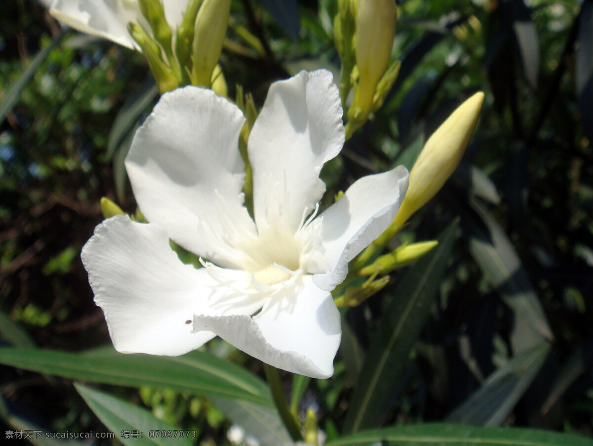 兰 爽 竹 桃 白花 花草 花蕾 绿叶 生物世界 兰爽竹桃 白色花心 矢量图 日常生活