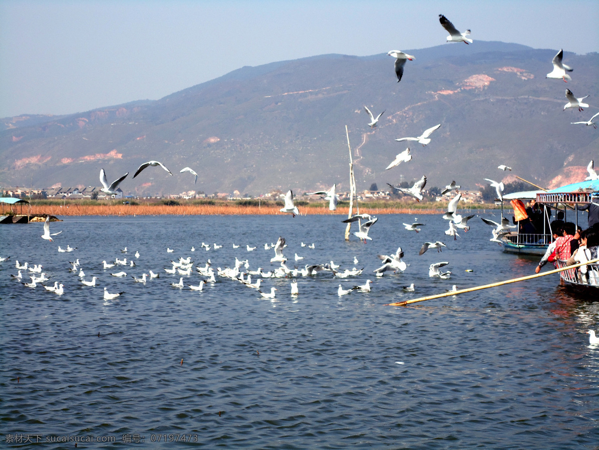 玉龙湖 异龙湖 海鸥 划船 飞翔 高清照片 旅游摄影 国内旅游