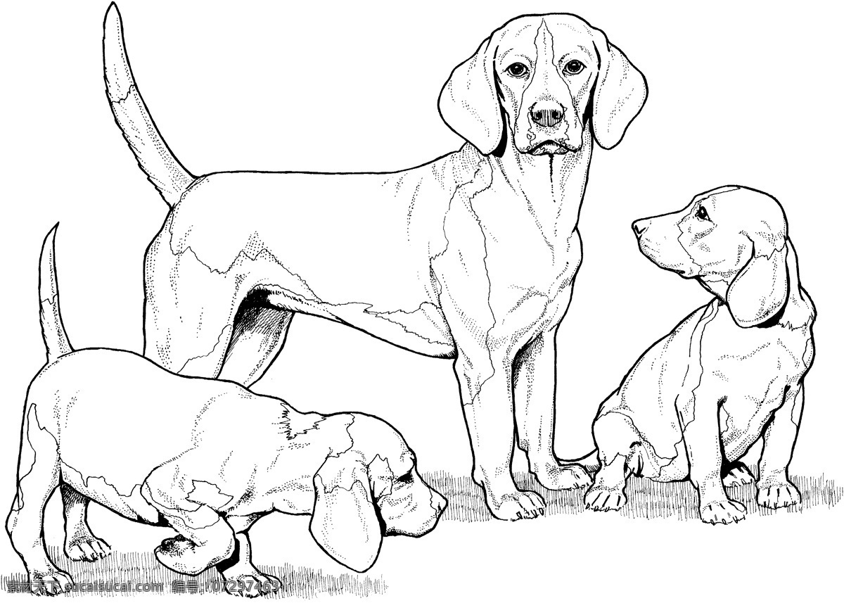 dog 犬科动物 狗 动物素描 动物手绘画 设计素材 动物专辑 素描速写 书画美术 白色
