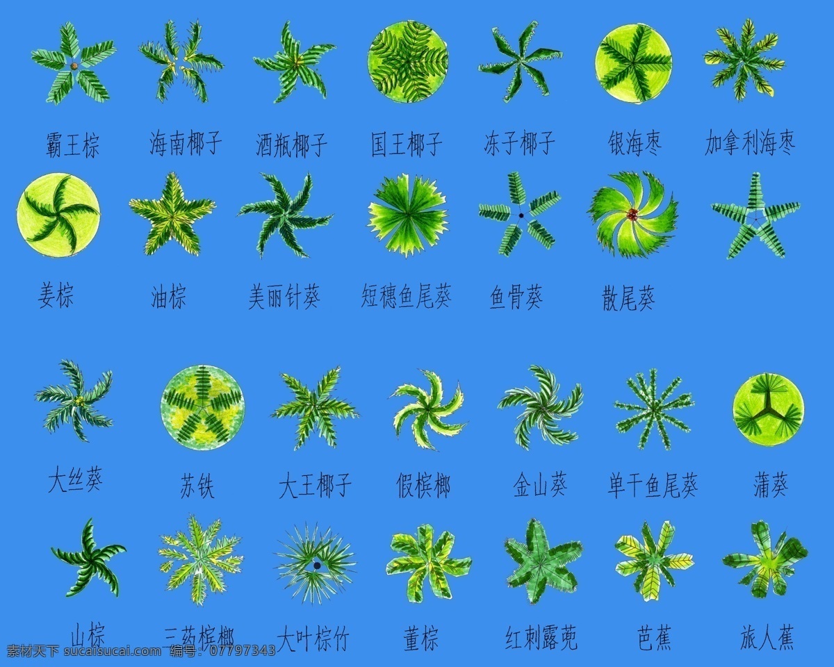 景观植物 cad 棕榈 景观设计 分层
