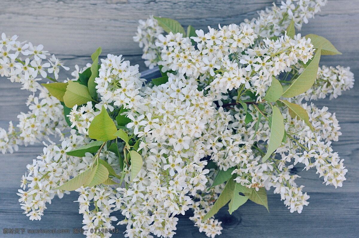 白色 丁香花 高清 白丁香 花朵 白色花朵