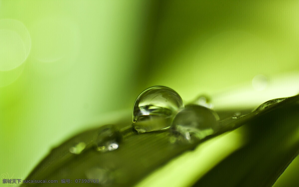 草 花草 晶莹剔透 露水 露珠 绿草 绿色 绿叶 草叶上的露珠 水珠 水滴 雨水 青草 植物 绿叶底纹 生物世界 原创摄影 微距摄影