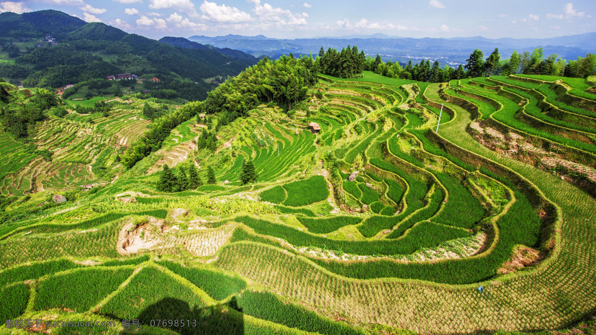 美丽 梯田 景色 田野 森林 绿色的梯田 自然景观 自然风景