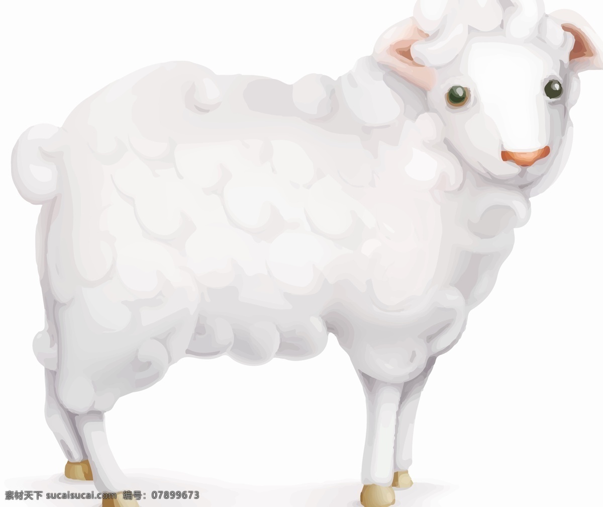 只 小绵羊 绵阳 绵羊 小 白色 羊
