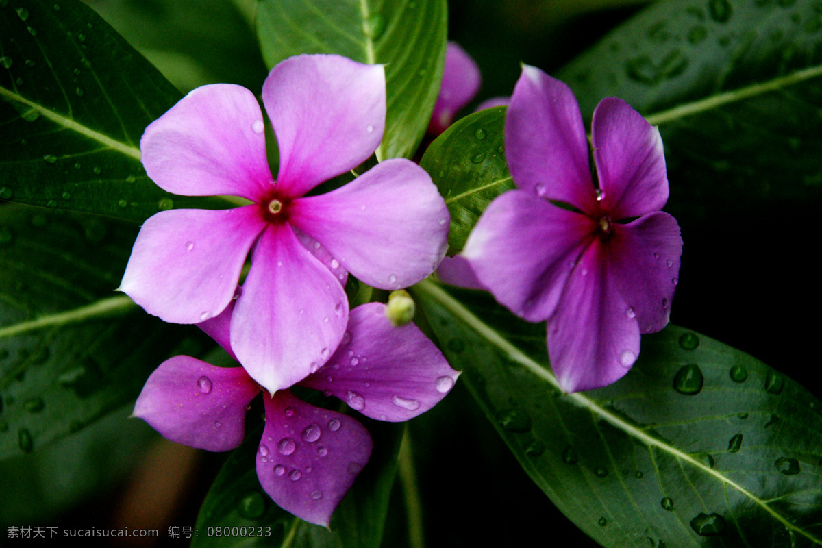玻璃 翠 小花 粉花 花草 晶莹 绿叶 生物世界 水滴 特写 玻璃翠小花 玻璃翠 艳丽