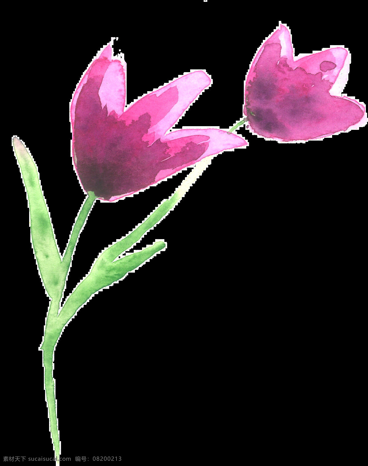 紫色 郁金香 卡通 透明 时尚 美丽 高贵