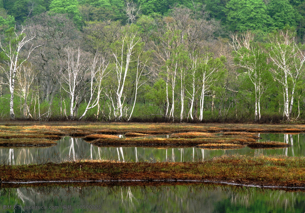 树免费下载 风景 绿色 山水风景 摄影图 树 植物 自然景观 水 家居装饰素材 山水风景画