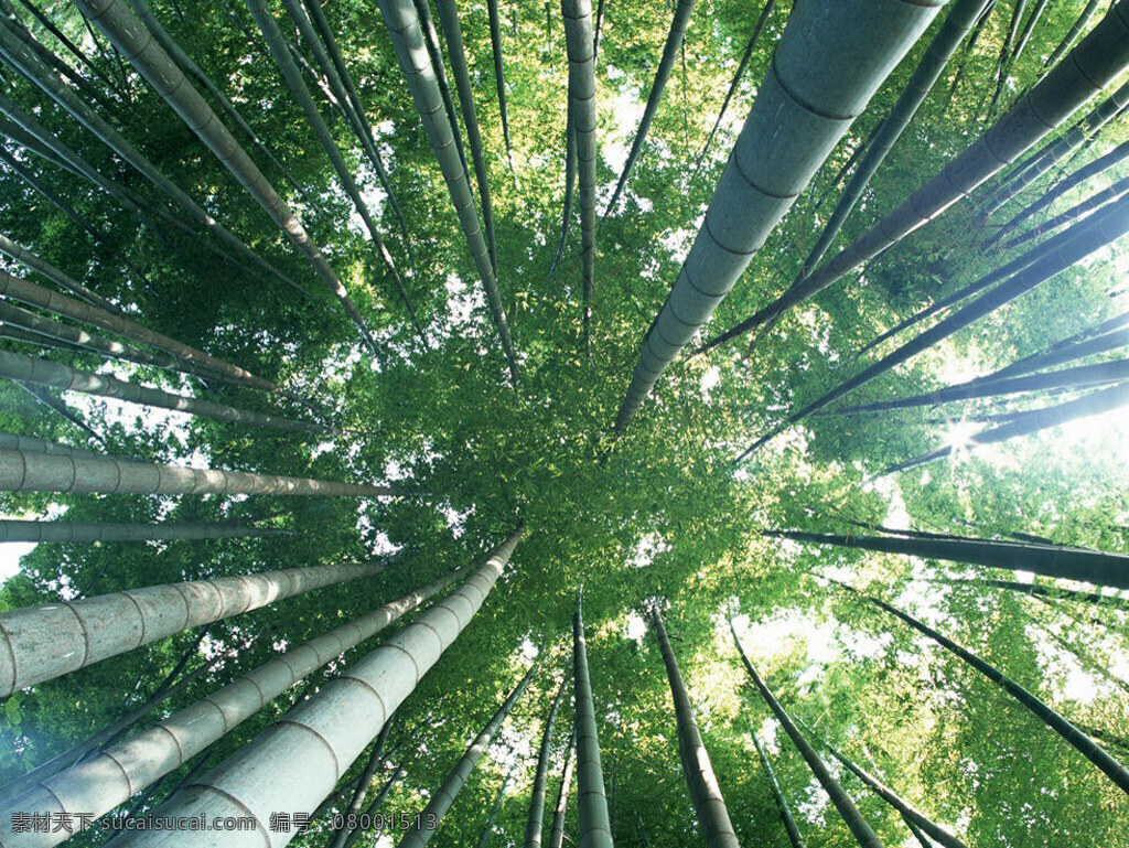 竹免费下载 风景 竹 竹林 生活 旅游餐饮