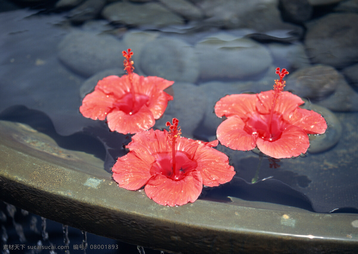 花朵免费下载 红花 花朵 花蕊 石头 石岩 水 风景 生活 旅游餐饮